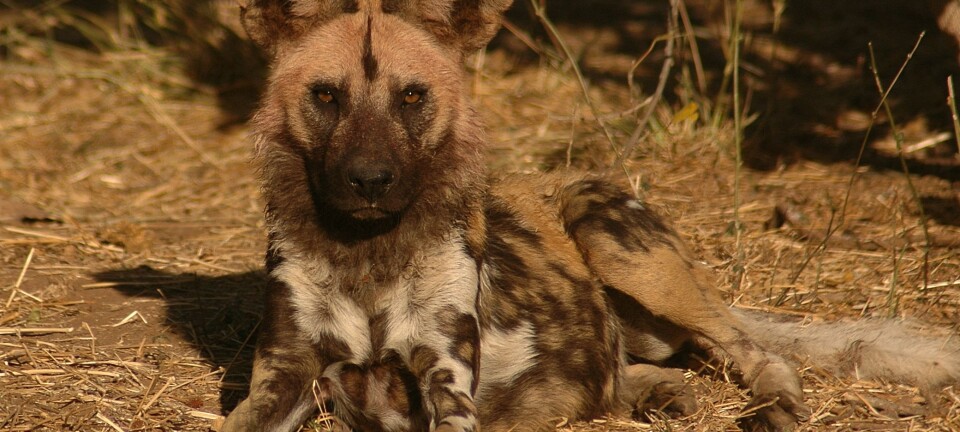 Scientist wants to save the African wild dog – with urine