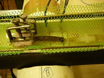 The picture shows a salmon being subjected to temperature changes. (Photo: Katja Anttila) The picture shows a salmon being subjected to temperature changes. (Photo: Katja Anttila)