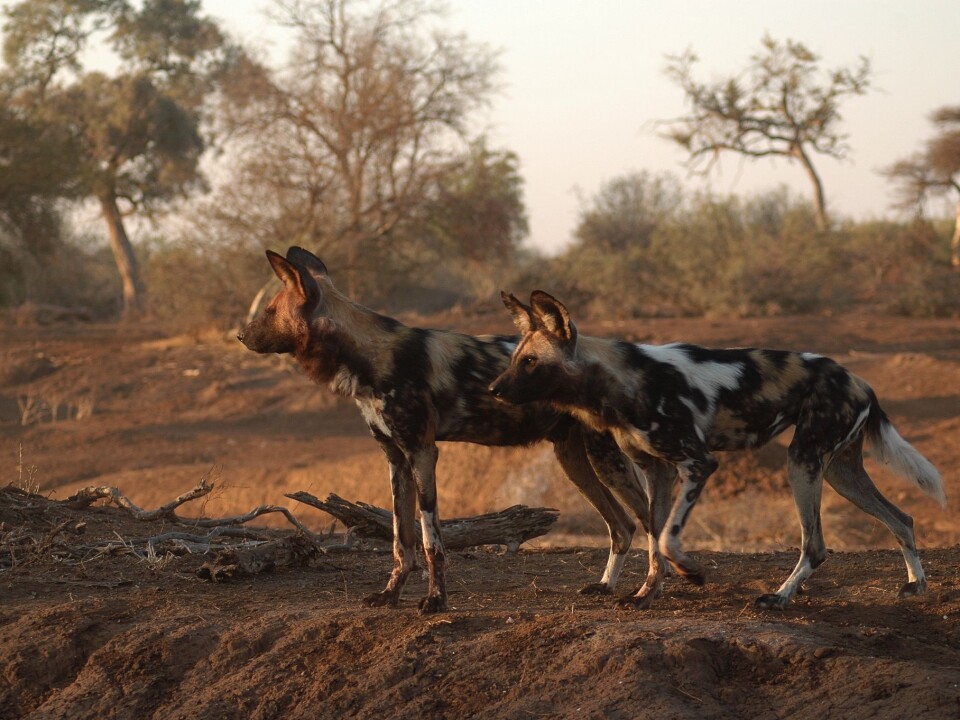It’s not unusual for entire packs to be poisoned, or their dens to be burned out. (Photo: Craig R. Jackson)