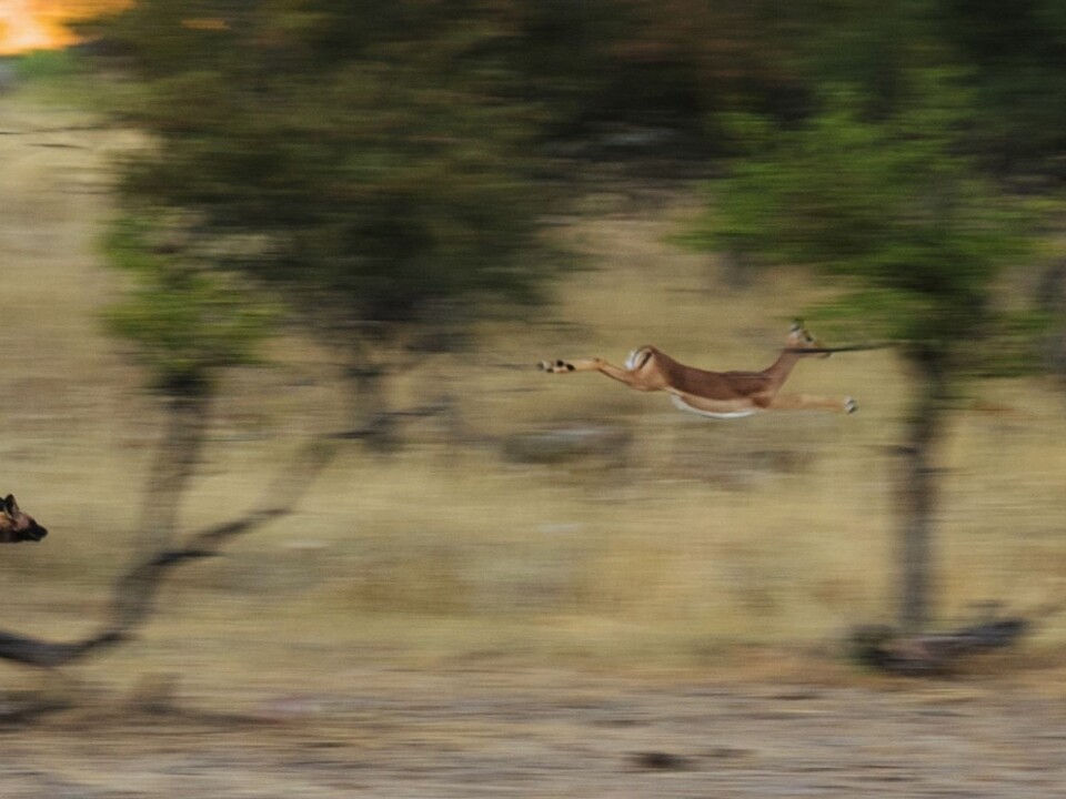 Conflicts between humans and wild dogs will continue to escalate as people expand into previously unsettled areas. (Photo: Craig R. Jackson)