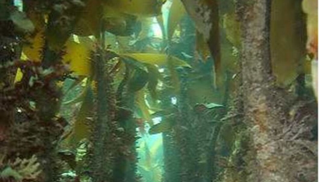 Kelp forest has a diverse flora and fauna, and creates the basis for rich fisheries along the coast. (Photo: NIVA) Kelp forest has a diverse flora and fauna, and creates the basis for rich fisheries along the coast. (Photo: NIVA)