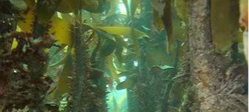 Less fish without kelp