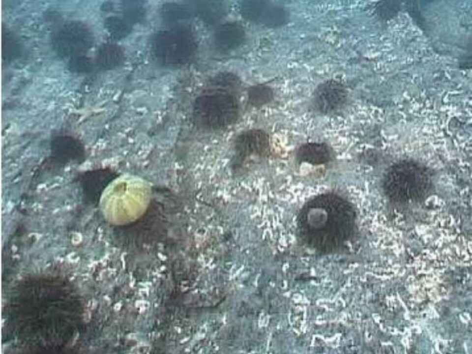 Kelp forest is in many places completely overgrazed by sea urchins. (Photo: NIVA)