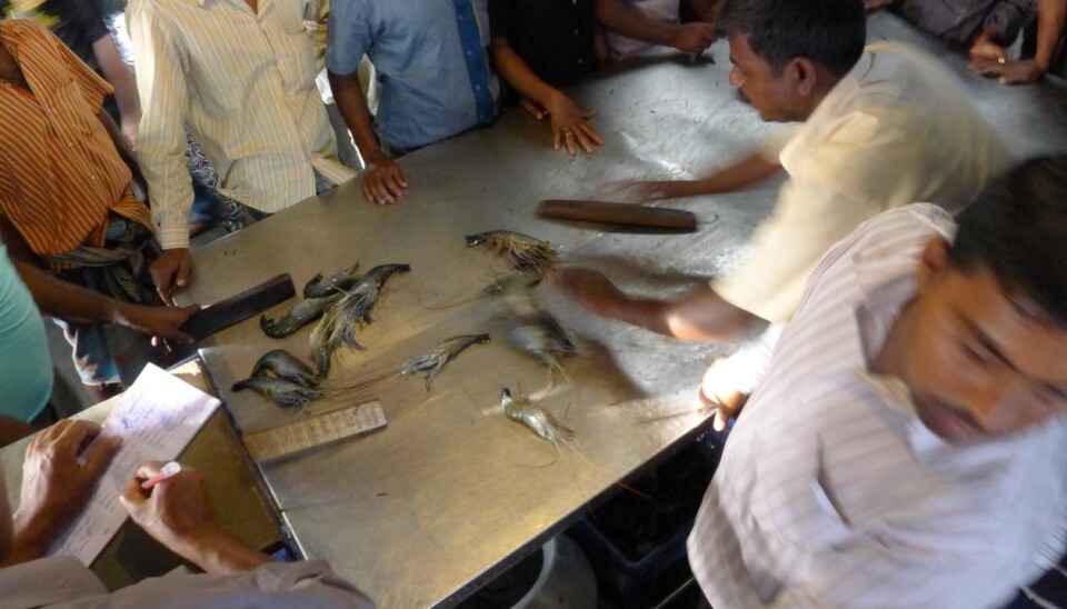 From one of the auction houses for farmed fish and seafood products in the Khulna region in the west of Bangladesh. (Photo: Sverre Ole Drønen/University of Bergen)