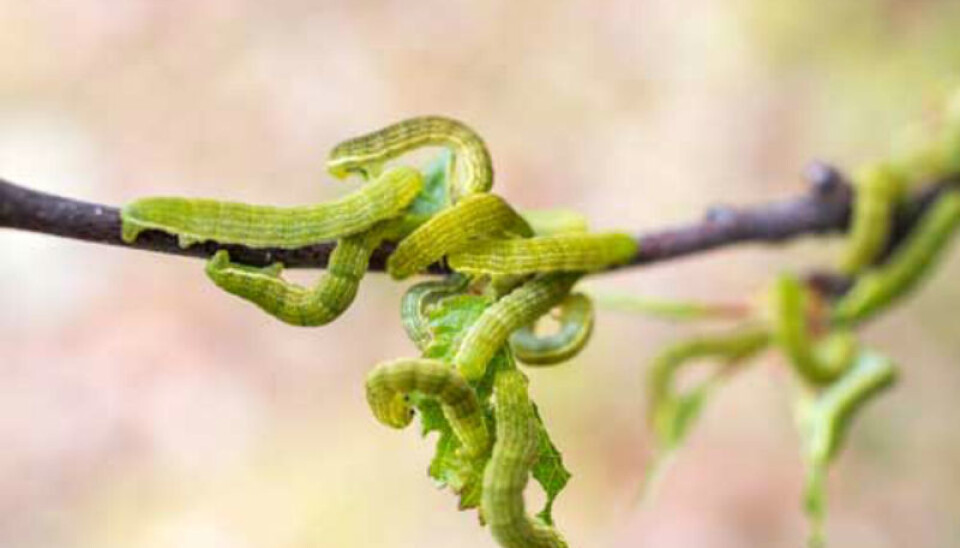 The timing of the spring hatching is critical for moth larvae populations in the north. Pictured here are autumnal moth larvae, which survive the winter as eggs deposited in birch trees. Extreme larval outbreaks can occur when hatching coincides with bud burst. (Photo: Moritz Klinghardt)