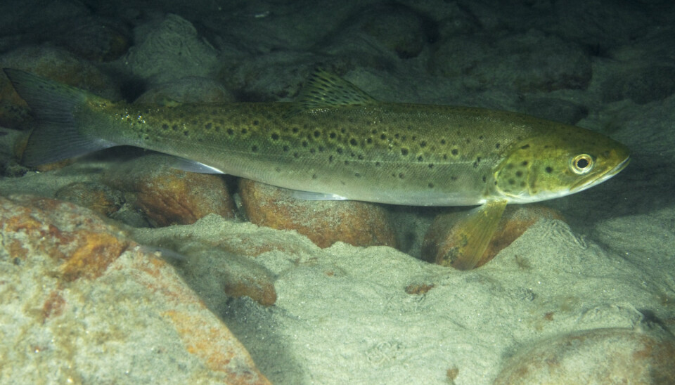 The researchers are following 50 individual fish for as long as seven months to learn more about their life and death in Norwegian fjords. (Photo: Lars Laursen/NTB scanpix)