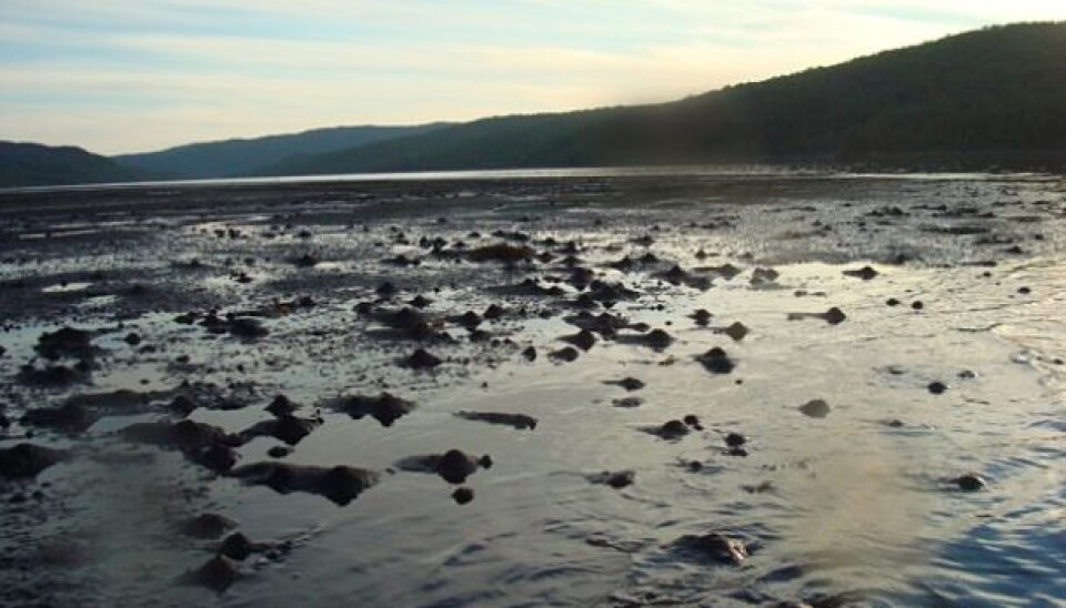 Marine fauna burrowing in the old tailings deposit in Langfjorden, Kirkenes, Norway (Photo: NIVA)
