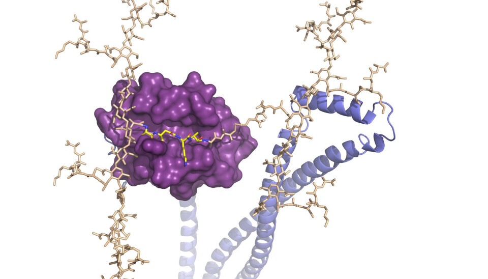 Cell division is an absolutely fundamental process in a bacterial cell. (Photo: NMBU)