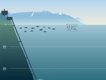 Deep submarine tailings placement in a Norwegian Fjord. (Illustration: Nordic Mining) Deep submarine tailings placement in a Norwegian Fjord. (Illustration: Nordic Mining)