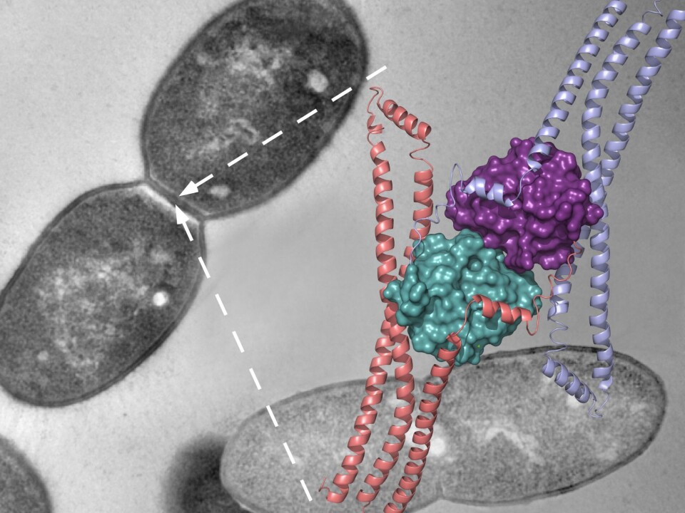 The enzyme discovery has led to a breakthrough in understanding how the cell wall is split. (Photo: NMBU)