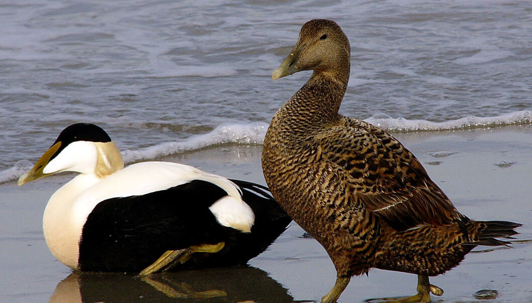 Common eider. Adult male left, female right. (Photo: Andreas Trepte, made available by Wikimedia Commons) Common eider. Adult male left, female right. (Photo: Andreas Trepte, made available by Wikimedia Commons)