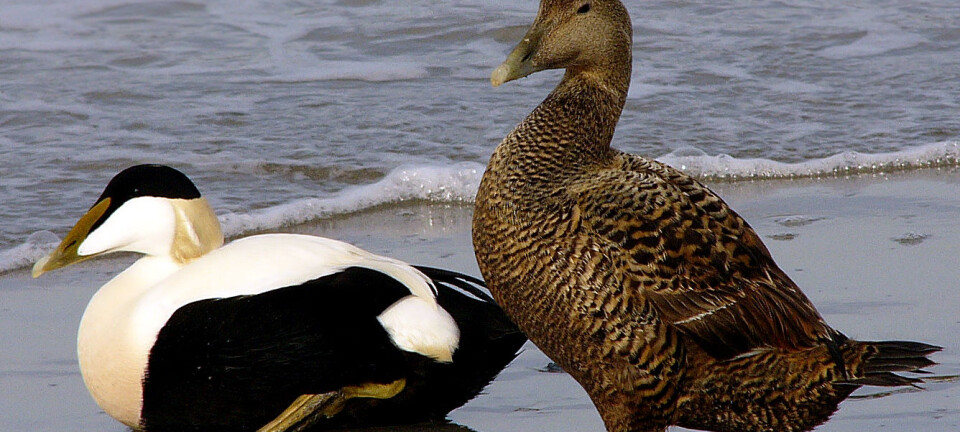 Tourists cause seabirds to abandon nests