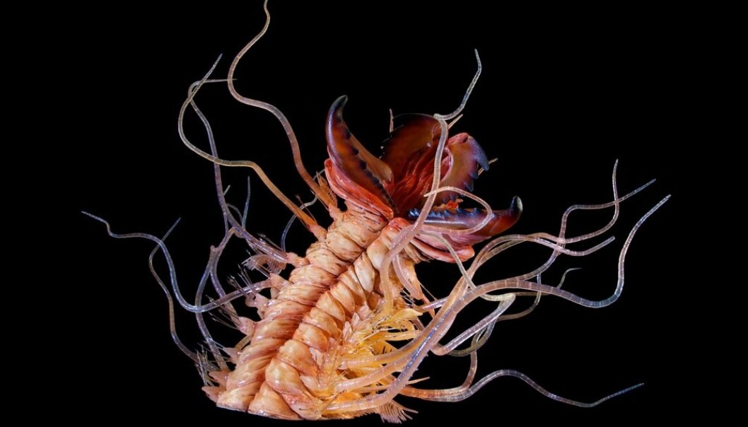 The polychaete annelid worm Kalloprion Kilmisteri, named for Lemmy Kilmister in the rock group “Motorhead”. This reconstruction has been scaled up significantly from the real animal, which lived hundreds of millions of years ago. (Photo: Geomuseum Faxe) The polychaete annelid worm Kalloprion Kilmisteri, named for Lemmy Kilmister in the rock group “Motorhead”. This reconstruction has been scaled up significantly from the real animal, which lived hundreds of millions of years ago. (Photo: Geomuseum Faxe)