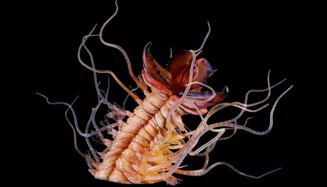 The polychaete annelid worm Kalloprion Kilmisteri, named for Lemmy Kilmister in the rock group “Motorhead”. This reconstruction has been scaled up significantly from the real animal, which lived hundreds of millions of years ago. (Photo: Geomuseum Faxe)