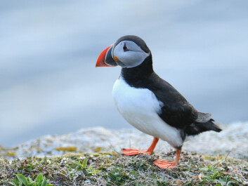 Atlantic puffin (Photo: Svein-Håkon Lortensen, NINA) Atlantic puffin (Photo: Svein-Håkon Lortensen, NINA)