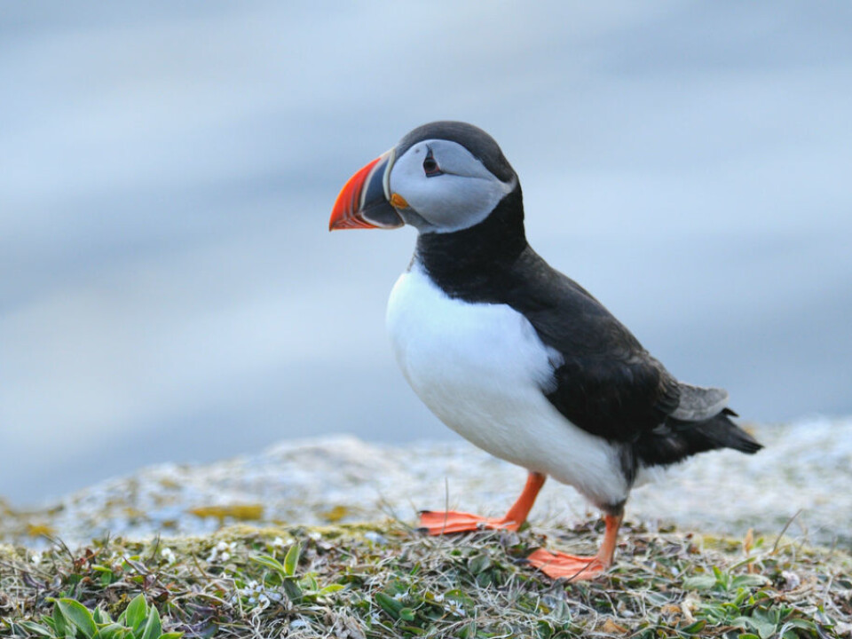 Atlantic puffin (Photo: Svein-Håkon Lortensen, NINA)