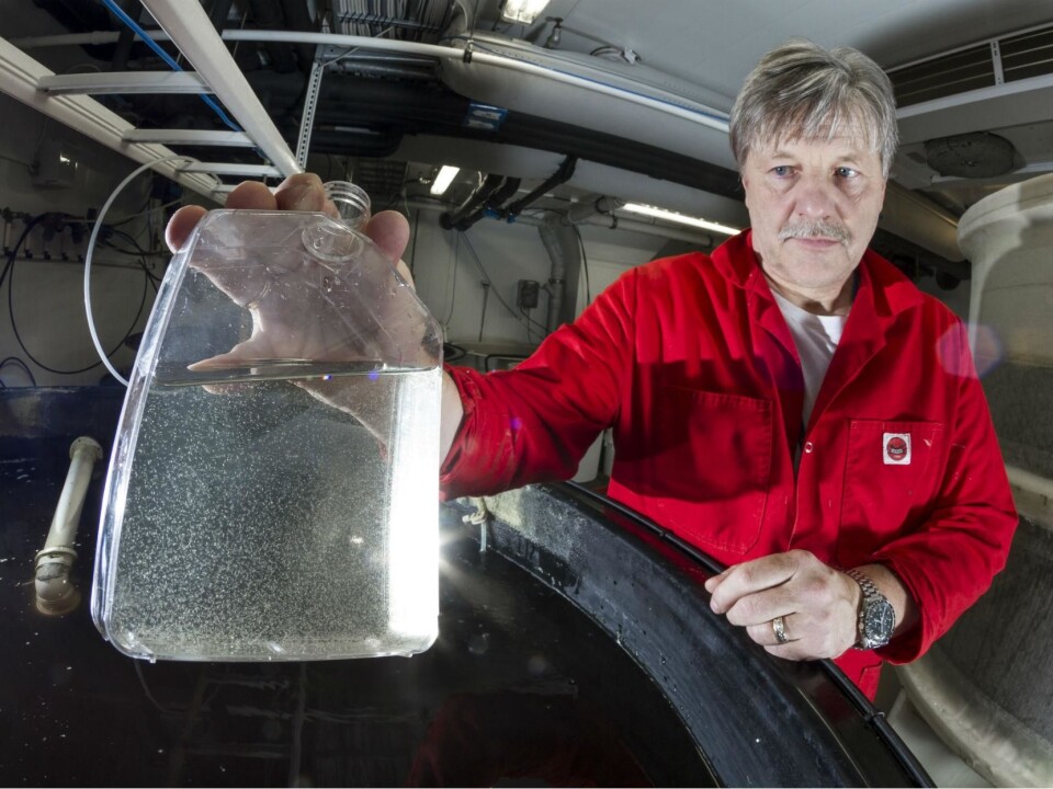 The test-tube contains copepods, which senior scientist Jan Ove Evjemo and his colleagues cultivate as feed for various fish and crustacean species. The cultivation technology is the key factor for raising well-developed tuna fry. (Photo: SINTEF/Thor Nielsen)