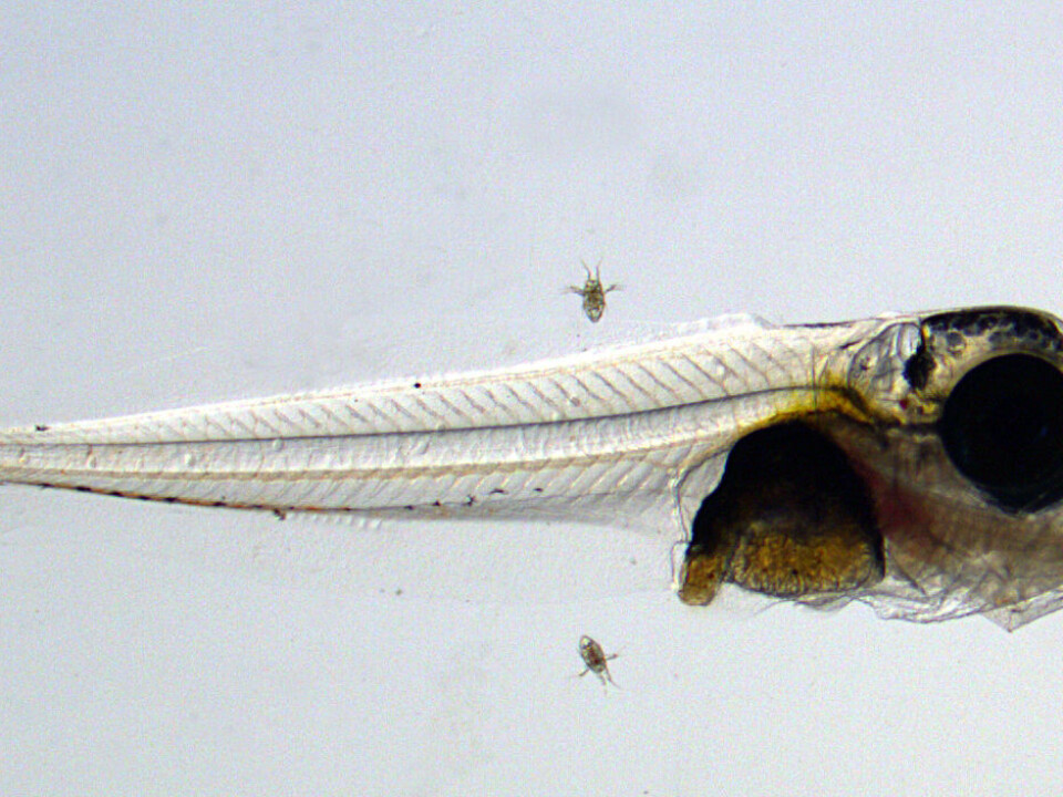 At nine days of age, this tuna fry is well over 7 mm long. We can see that the fish in the tank at SINTEF is surrounded by copepods; tiny cultivated crustaceans which this little fish has ingested and now fill its stomach (the orange part of its body). (Photo: SINTEF/Jan Ove Evjemo)