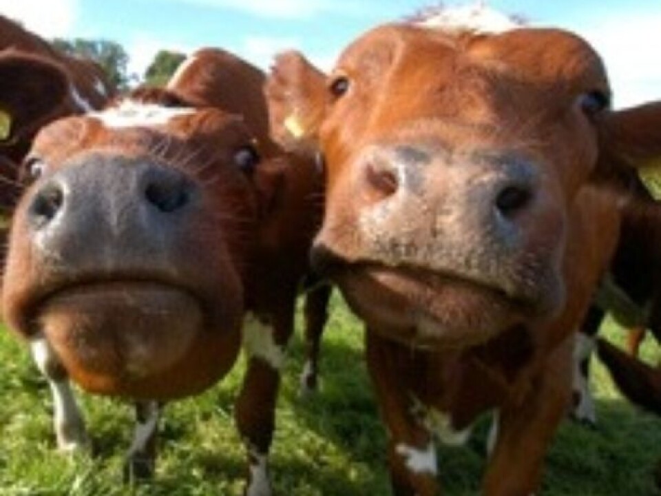 BRSV is the equivalent of the human RS virus, which causes colds in humans and can lead to serious infections in small children.