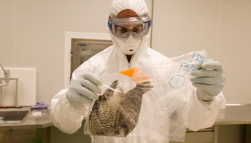 The Influenza Centre at UiB has collaborated on vaccines against pandemics, such as the avian and swine influenzas. Now they are applying for a Horizon 2020 grant, aimed at improved vaccines for the elderly. This image is from a laboratory where research on avian flu is performed. (Photo: Javivier Larrea/NTB scanpix)