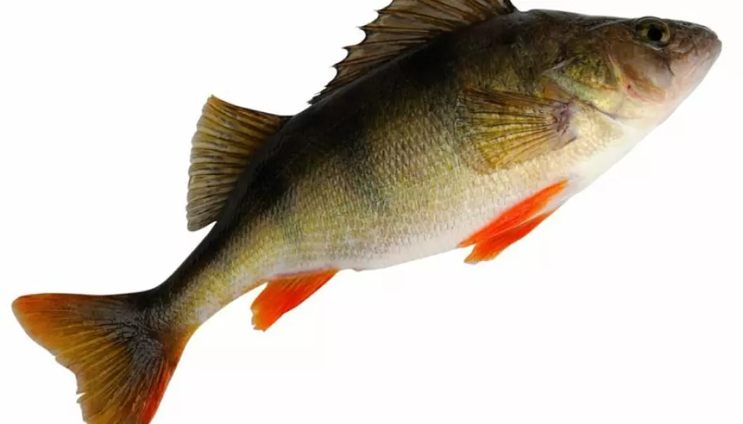 Perch living in water that was contaminated with anti-anxiety drugs survived better than ones living in clean water, according to Swedish research. (Illustrative photo: Microstock)