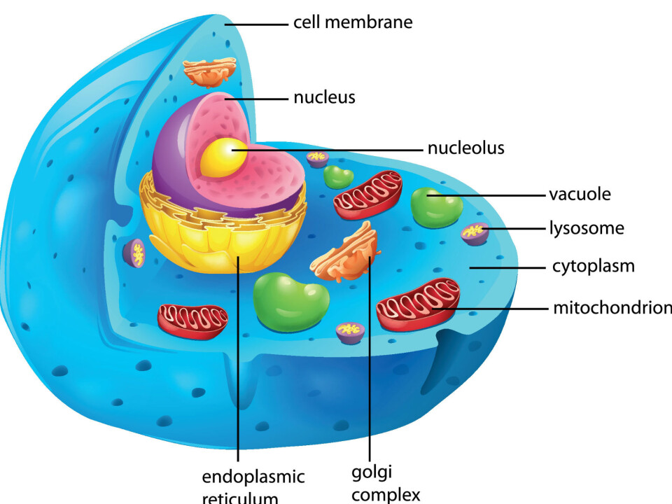 The researchers believe that overeating may cause stress to the mitochondria. (Photo: Colourbox)