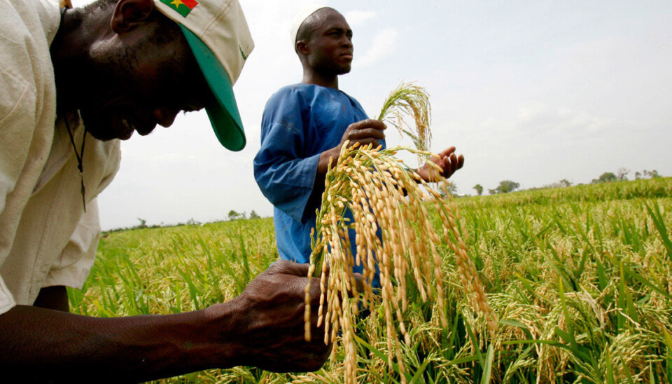 With up to 80 per cent of Burkina Faso's gross domestic product (GDP) from agriculture and animal husbandry, reduced production can result in major economic disruptions. In this picture, small-scale farmers in the country's Bagre region participate in a project to become more self-sufficient in rice, and to deal with higher food prices that are hurting the local economy. (Photo: Issouf Sanogo, AFP, NTB Scanpix)