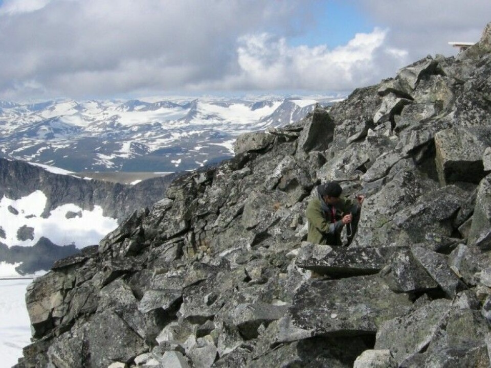 Reidar Haugan at work in the field just a few metres from the top of Galdhøpiggen. He had to use a hammer and chisel to break off chunks of rock with attached lichen. Note part of the roof of the summit cabin, barely visible at the upper right. (Private photo)