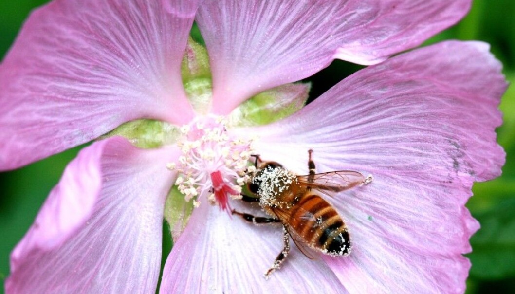 The scientists have conducted a genome sequence of the bees. (Photo: Matthew Webster) The scientists have conducted a genome sequence of the bees. (Photo: Matthew Webster)