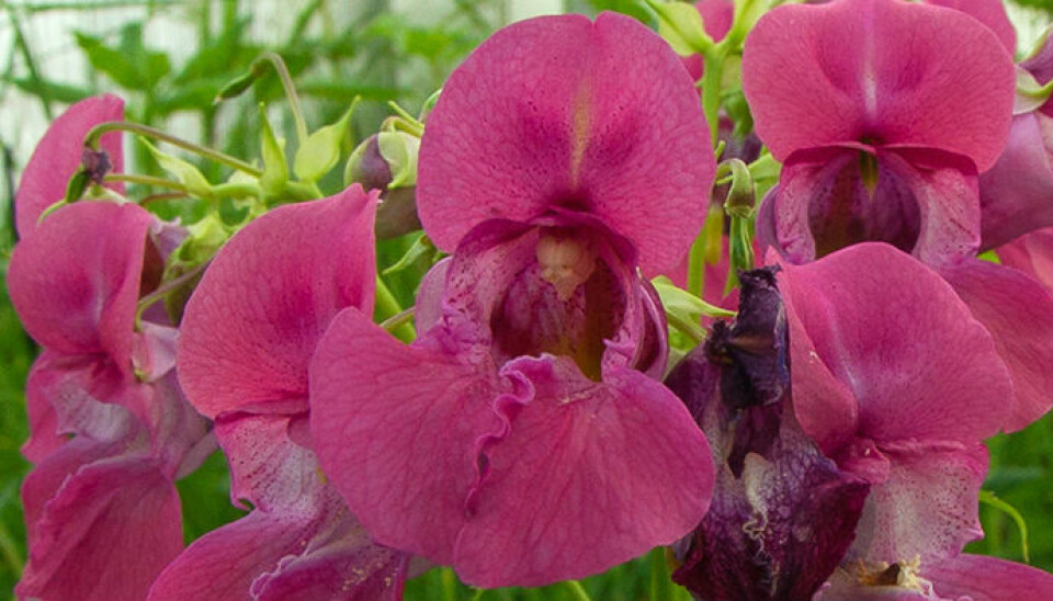 Policeman’s Helmet has a high ranking on Norway’s Black List of invasive plants.(Photo: Per Harald Olsen/NTNU)