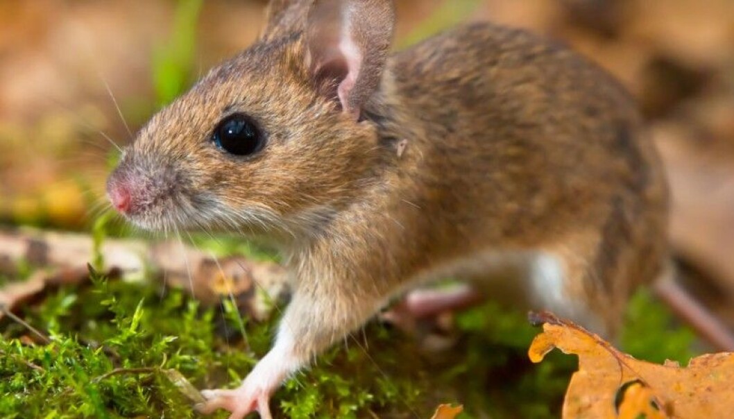 The yellow-necked field mouse (Apodemus flavicollis) can grow to a length of 10-12 cm. It resembles the wood mouse but its body is larger and it sports a longer tail. It can easily weigh 50 grams. (Photo: Microstock) The yellow-necked field mouse (Apodemus flavicollis) can grow to a length of 10-12 cm. It resembles the wood mouse but its body is larger and it sports a longer tail. It can easily weigh 50 grams. (Photo: Microstock)