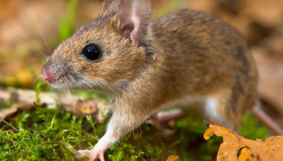 The yellow-necked field mouse (Apodemus flavicollis) can grow to a length of 10-12 cm. It resembles the wood mouse but its body is larger and it sports a longer tail. It can easily weigh 50 grams. (Photo: Microstock)
