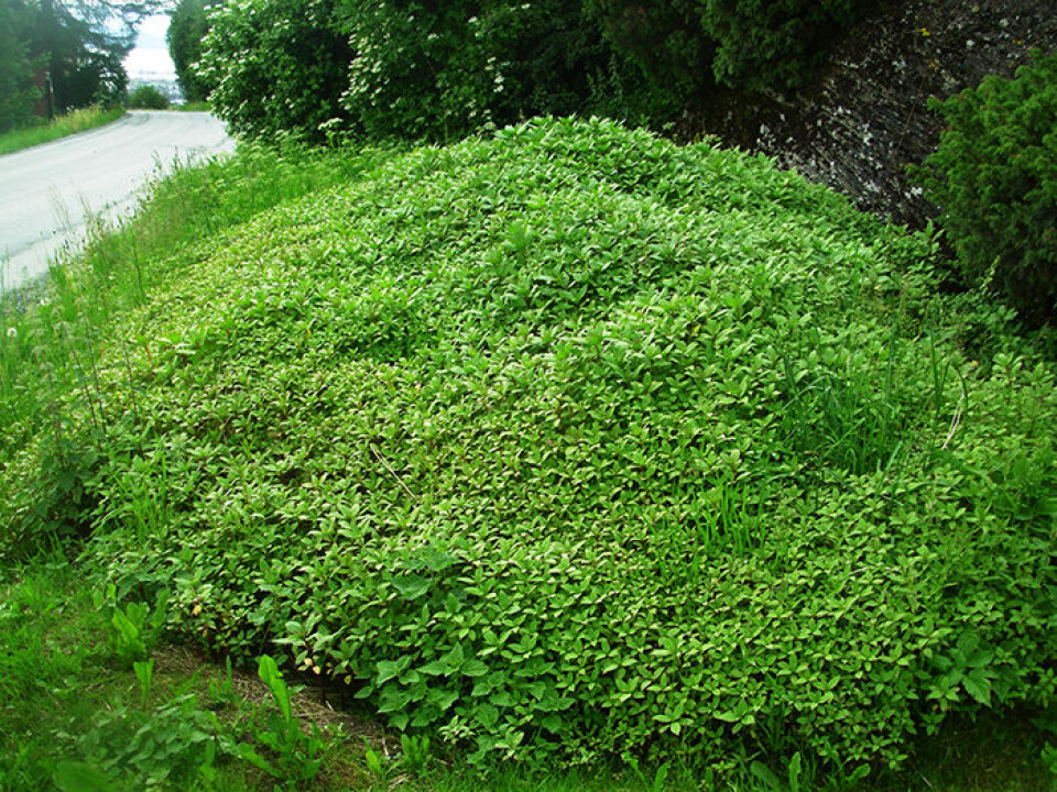 One bit of good news is that the seeds can’t survive for more than a year in the ground. But a single plant can produce thousands of small plants if it has the chance to mature. (Photo: Kamal Prasad Achary/NTNU)