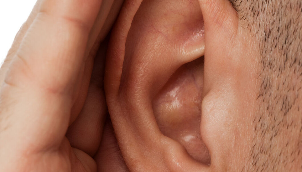 Normal hearing depends on the presence of healthy hair cells in the inner ear. (Photo: Colourbox) Normal hearing depends on the presence of healthy hair cells in the inner ear. (Photo: Colourbox)