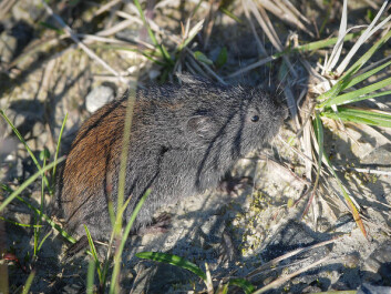 Wood lemming (Myopus schisticolor) populations have exploded in 2014. It is a smaller relative of the common lemming. The wood lemming cannot be mistaken for any other small rodent species in Norway. In the summer it is nearly blue-grey but its colouring gets a little lighter in winter. (Photo: Hans Olofsson, flickr.com) Wood lemming (Myopus schisticolor) populations have exploded in 2014. It is a smaller relative of the common lemming. The wood lemming cannot be mistaken for any other small rodent species in Norway. In the summer it is nearly blue-grey but its colouring gets a little lighter in winter. (Photo: Hans Olofsson, flickr.com)