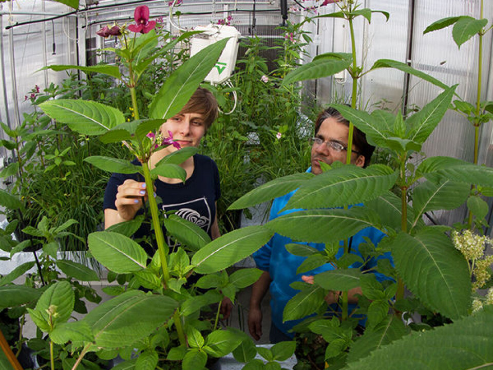 The plants are grown in NTNU’s greenhouse for experimental plants where Kamal Prasad Acharya (right) and biology student Rozália Kapás can ensure that the plants don’t escape. Policeman’s Helmet can grow quickly and can reach 3 metres in height. (Photo: Per Harald Olsen/NTNU)