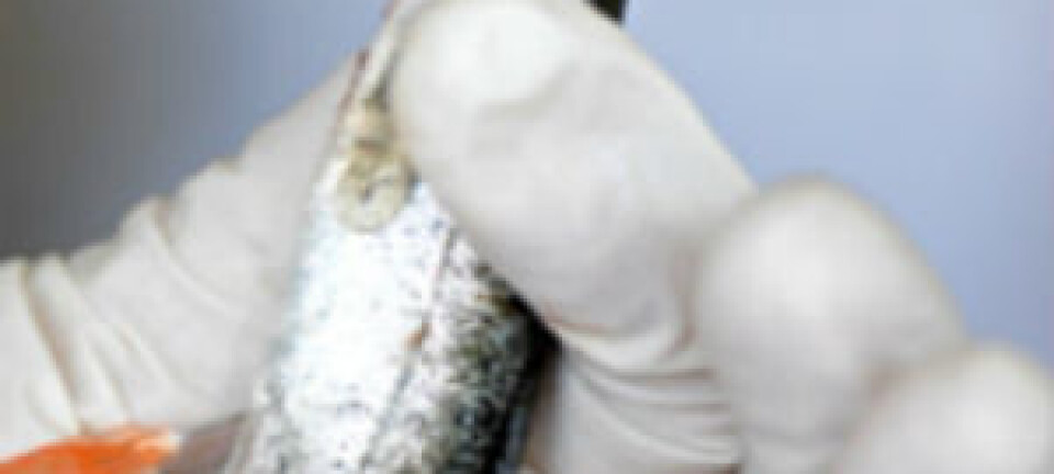 Human vaccines to aid farmed fish