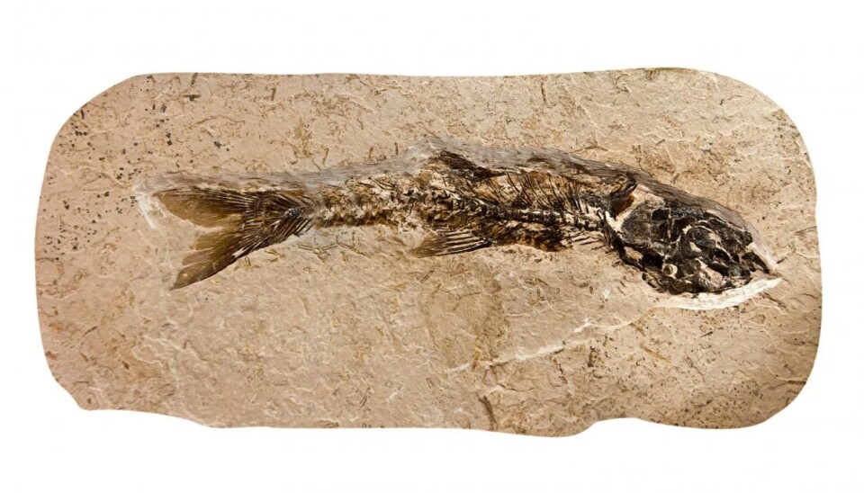 UiB researcher Bjarte Hannisdal is co-author of an article on how the fossil record may be used to understand the history of life on Earth as an interaction between geology and biology. (Photo: Colourbox)