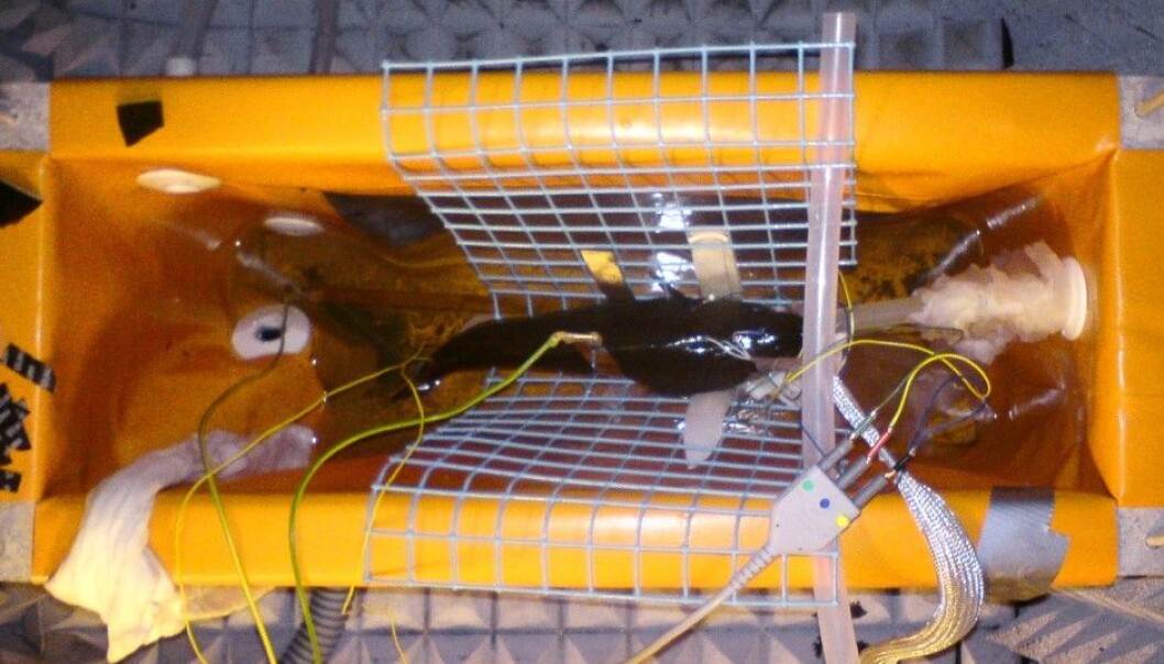 An anaesthetized cod is placed in a tub and hooked up to wires that deliver minor shocks. Electrodes under the fish's skin measure responses from its central nervous system. This new method is less intrusive than similar attempts aimed at finding out whether fish feel pain the way mammals do. (Photo: NOFIMA) An anaesthetized cod is placed in a tub and hooked up to wires that deliver minor shocks. Electrodes under the fish's skin measure responses from its central nervous system. This new method is less intrusive than similar attempts aimed at finding out whether fish feel pain the way mammals do. (Photo: NOFIMA)