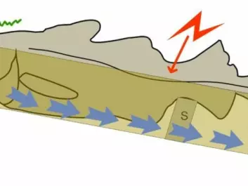 This sketch shows how oxygen and anaesthetic run into the mouth and through the gills of the cod, cradled in a tub. The electrodes (green) on the head of the fish recorded signals from the brain and the spine of the fish after it was stimulated by a electric current (red) through electrodes attached to the tail. (Graphics: NOFIMA, amended by forskning.no)