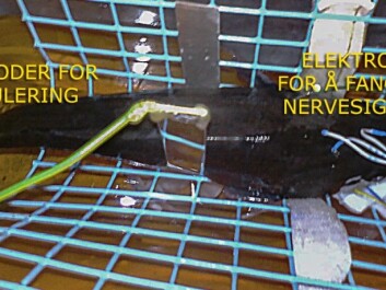 The aestheticized cod was stimulated with pulses of current of varying strength through wires connected to its tail. Electrodes attached to the head measured nerve signals from the spinal cord and brain. The equipment showed that the strongest inputs of current triggered pain receptors which were delayed when passing through the spinal column and the brain. (Photo: NOFIMA, graphics by forskning.no) The aestheticized cod was stimulated with pulses of current of varying strength through wires connected to its tail. Electrodes attached to the head measured nerve signals from the spinal cord and brain. The equipment showed that the strongest inputs of current triggered pain receptors which were delayed when passing through the spinal column and the brain. (Photo: NOFIMA, graphics by forskning.no)