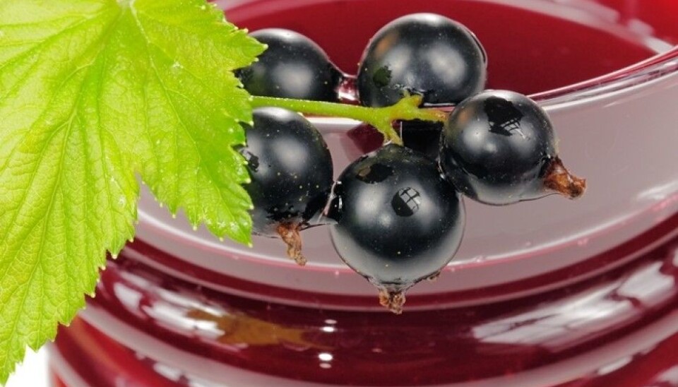 Only one half of the polyphenols, also known as antioxidants, that were originally present in blackcurrants and bilberries end up in the juice. (Photo: Colourbox)