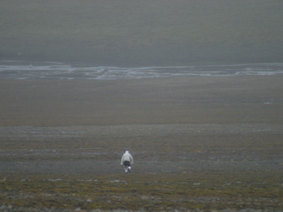 Eigil Reimers sneaking up on the reindeer disguised as a polar bear. (Photo: M. Kardel