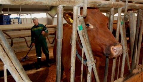 Happy Farmer Happy Cow