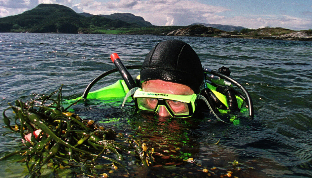 Kelp can be turned into a kind of "bio-crude" that can be further refined into a biofuel. (Photo: Rune Petter Ness, NTNU Communication Division) Kelp can be turned into a kind of "bio-crude" that can be further refined into a biofuel. (Photo: Rune Petter Ness, NTNU Communication Division)