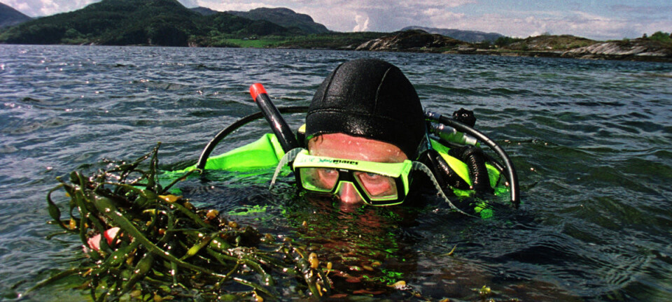 Turning seaweed to biofuel