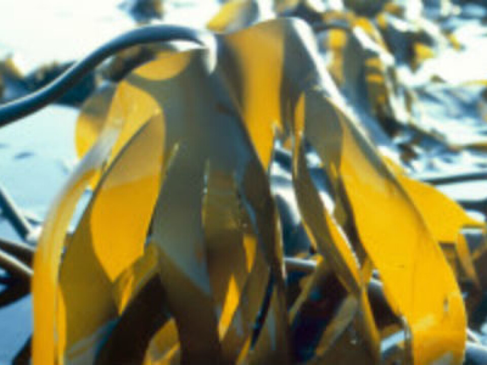 Kelp grows abundantly along the Norwegian coast, and can also be “farmed”. (Photo: Mentz Indergaard, NTNU Communication Division)
