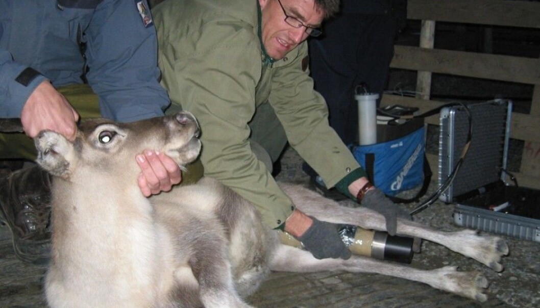 Lavrans Skuterud, a senior researcher at the Norwegian Radiation Protection Authority, is surprised by the high levels of radiation found in reindeer and sheep this fall. (Photo: NRPA) Lavrans Skuterud, a senior researcher at the Norwegian Radiation Protection Authority, is surprised by the high levels of radiation found in reindeer and sheep this fall. (Photo: NRPA)