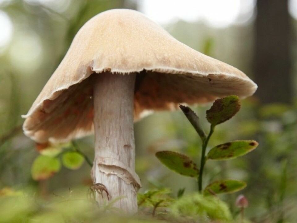 It has been a good year for mushrooms, which explains the level of radioactivity in Norwegian grazers. The gypsy mushroom tends to take up a lot of radioactivity. (Photo: Baard Næss, Samfoto)