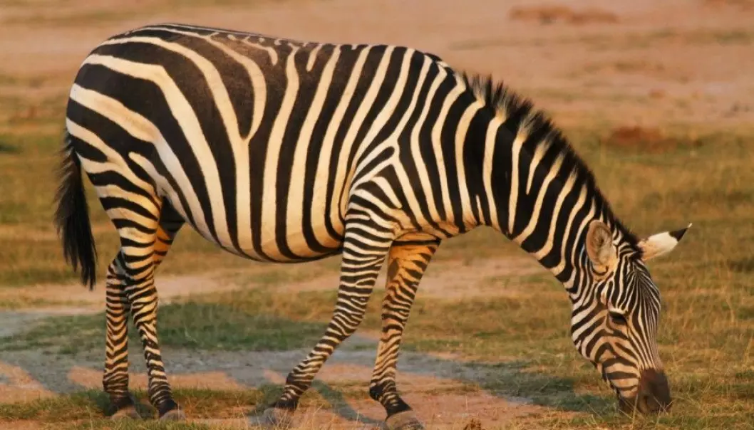 Zebras in Namibia are drawn to one of nature’s death traps. (Photo: Microstock)
